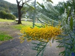 Grevillea Sandra Gordon
