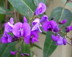 Hardenbergia Violacea -Plants in a Box Sales Shop hardenbergia violacea