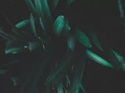 Clivia Miniata Belgium Hybrid -Plants in a Box Sales Shop ian espinosa 253632 6fd22069 8684 4f80 a72b 0f3b65c7b4bf