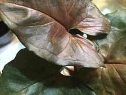 Syngonium - Bronze -Plants in a Box Sales Shop il 340x270.1221430363 jejz 219d3de9 0dc4 42d0 a1f3 26a511db703b