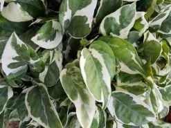 Pothos Snow Queen -Plants in a Box Sales Shop il fullxfull.1199995301 ciul 618x458 crop center 2x.progressive 8c975adf 7ecc 41bb be87 5bfe8b6658c3