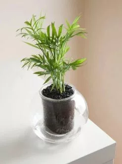 Clear Glass Self-Watering Planter - Ideal For Leca -Plants in a Box Sales Shop image