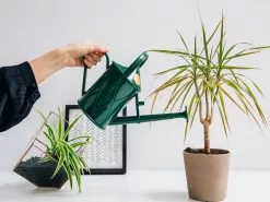 Heritage â™»ï¸Watering Can - Blue Or Green -Plants in a Box Sales Shop image 12