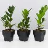 Zamioculcas Zamiifolia - Zanzibar Gem - 85mm -Plants in a Box Sales Shop image 140d6905 d653 4225 9248 054b47153b6b