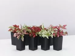 Hypoestes Splash Assorted Mix 11 Hypoestes Splash Assorted Mix -Plants in a Box Sales Shop image 185662eb 5496 400c a901 d19e84bb1b98