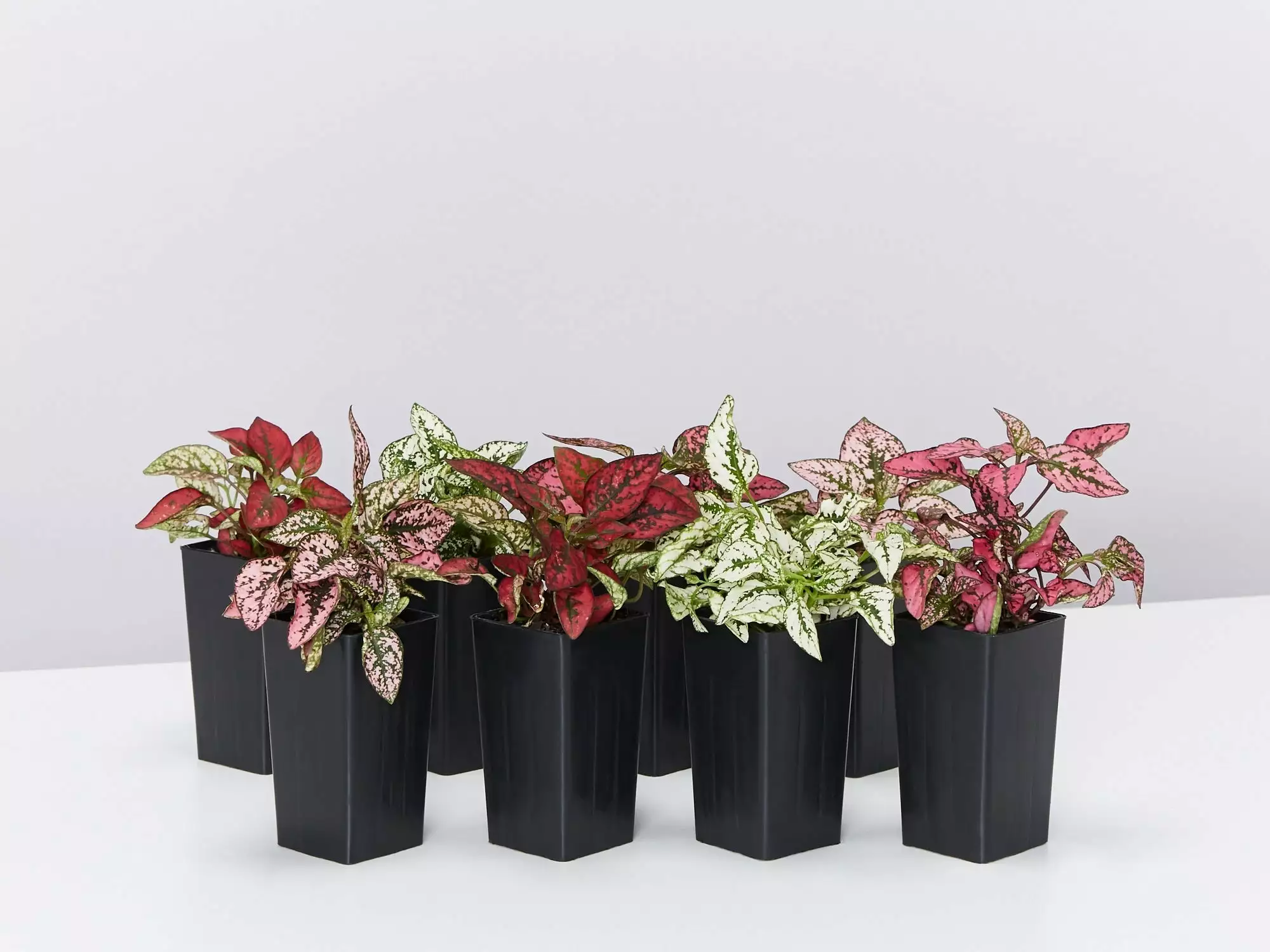 Hypoestes Splash Assorted Mix 5 Hypoestes Splash Assorted Mix - Image 3