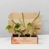 The Box Of Houseplants That Can Grow In Water -Plants in a Box Sales Shop image 33235a67 add0 4390 ae1d a77c744018c0