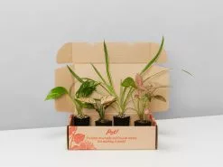 The Box Of Houseplants That Can Grow In Water