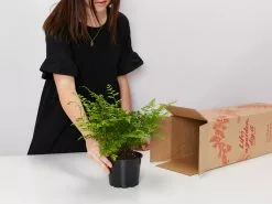 Fern Gift Box - Pot + Plant + Soil 24 Fern Gift Box - Pot + Plant + Soil -Plants in a Box Sales Shop image 38ea0d0e 6a2a 4961 ae0e a9efa7e31b26