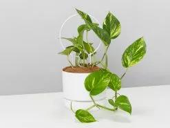 The Circle-O Plant Support Stake -Plants in a Box Sales Shop image 39d74de3 b54a 4867 970a fad3f451373c