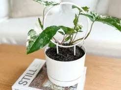 Syngonium Fantasy Variegated - Pot + Plant + Soil -Plants in a Box Sales Shop image 3e80925c 1275 459c ade1 604c5f4dcf26
