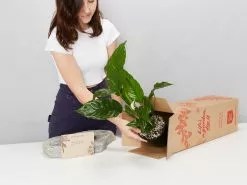 Peace Lily Gift Box - Pot + Plant + Soil Mix 26 Peace Lily Gift Box - Pot + Plant + Soil Mix -Plants in a Box Sales Shop image 463a8f87 22a1 47b0 bb86 9819eaf28962