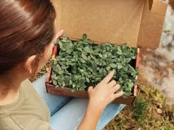 Fittonia Starlight - Green -Plants in a Box Sales Shop image 4e73b1c1 bdda 433f be7d bc8d342c02d2