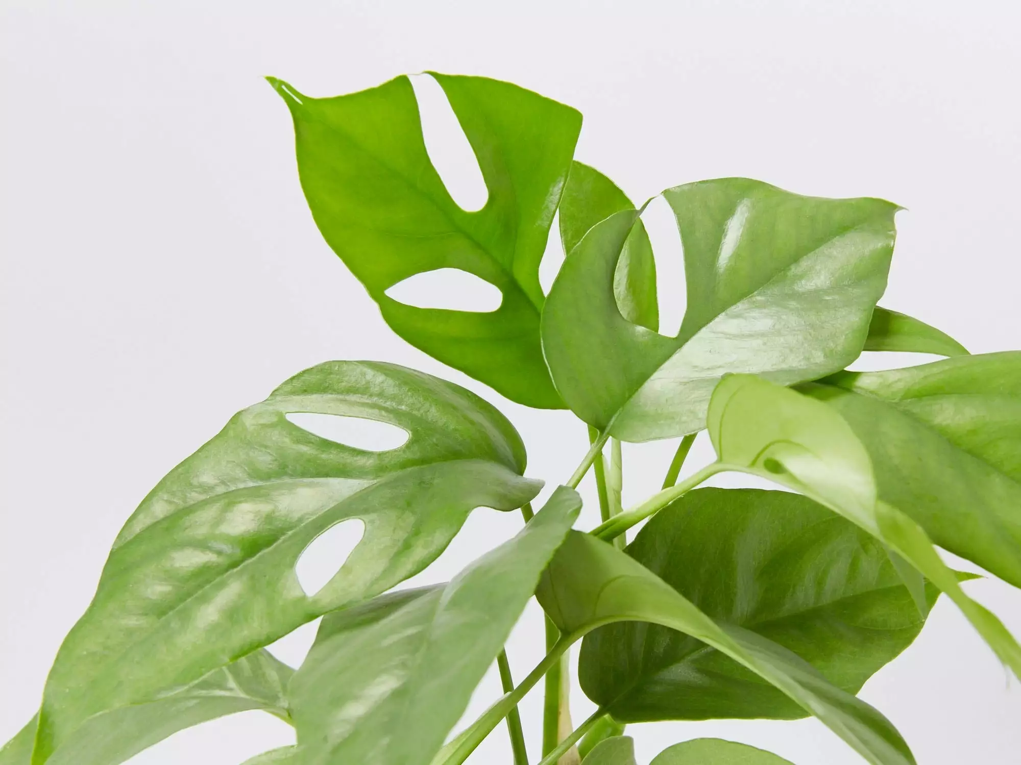 Mini Monstera - Pot + Plant + Soil 13 Mini Monstera - Pot + Plant + Soil - Image 11