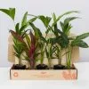 Tropical Mixed Pack 85mm 2 Tropical Mixed Pack 85mm -Plants in a Box Sales Shop image 575bddba 3dab 491b aaf4 479f9e58a6c3