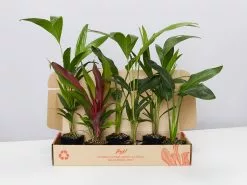 Tropical Mixed Pack 85mm