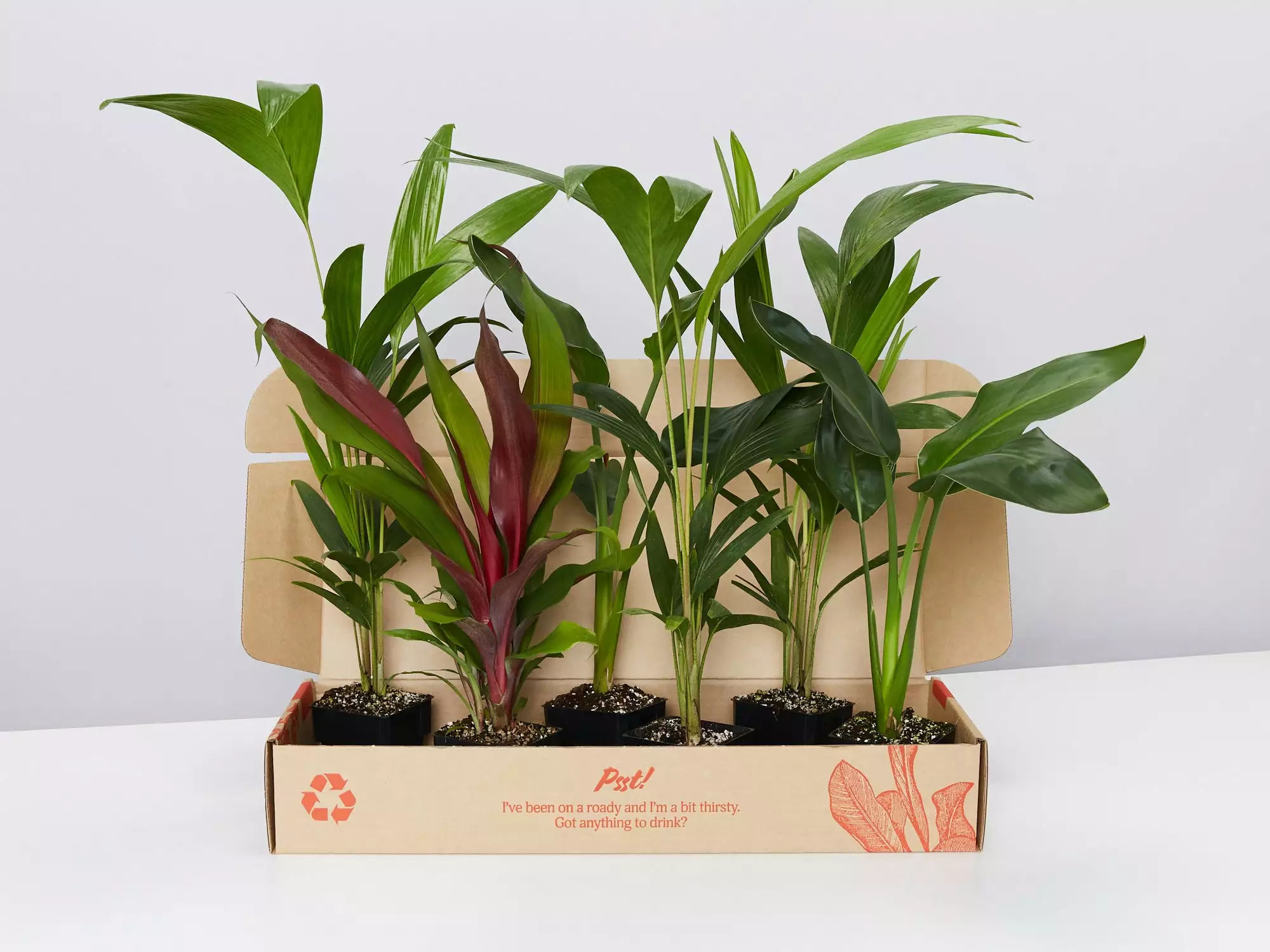 Tropical Mixed Pack 85mm 3 Tropical Mixed Pack 85mm