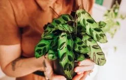 Calathea Insignis Rattle Snake Box -Plants in a Box Sales Shop image 57d3f0ba a43a 4388 9ebf f021e60db5db