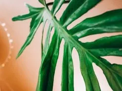 Philodendron Elegans -Plants in a Box Sales Shop image 60ec961c 4712 40e0 85ff 87c3307bd14d