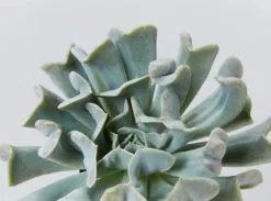 Succulent Planter In LECA Set -Plants in a Box Sales Shop image 618x458 crop center.progressive 19499acb 7f40 4c65 881c ae6f22dcb960