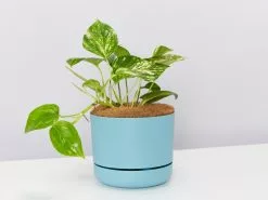 Golden Pothos - Pot + Plant + Soil 22 Golden Pothos - Pot + Plant + Soil -Plants in a Box Sales Shop image 618x458 crop center 2x.progressive ebd01b36 57ed 4975 8b00 5f3d84c44cd8