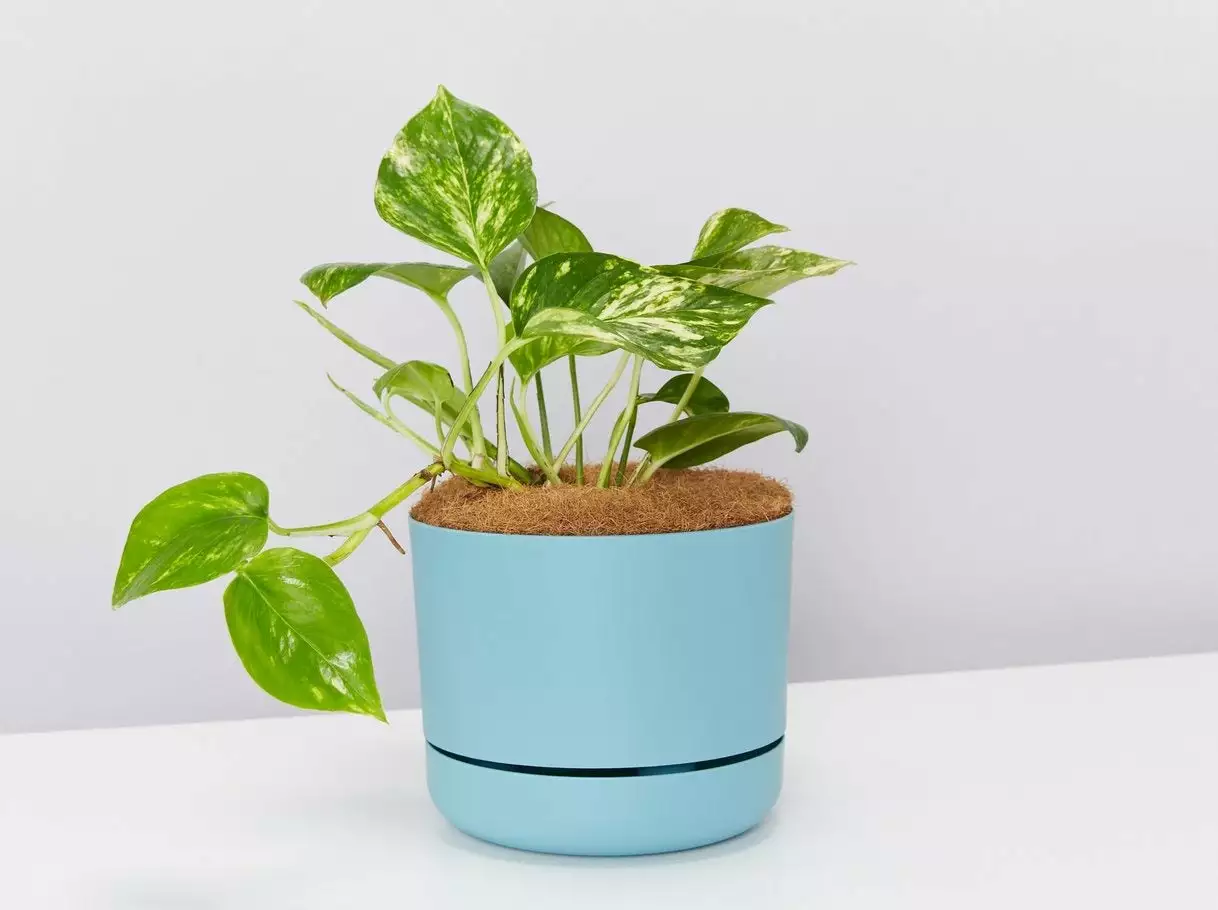 Golden Pothos - Pot + Plant + Soil 6 Golden Pothos - Pot + Plant + Soil - Image 4