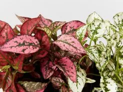 Hypoestes Splash Assorted Mix 14 Hypoestes Splash Assorted Mix -Plants in a Box Sales Shop image 6cf0e968 7964 4b33 b2fd 5ca7d830b6e2