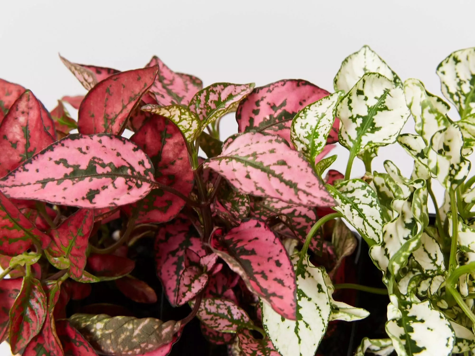 Hypoestes Splash Assorted Mix 8 Hypoestes Splash Assorted Mix - Image 6