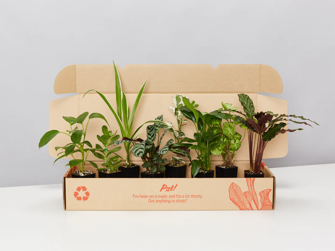 Plants in a Box Sales Shop -Plants in a Box Sales Shop image 7e7aeaca 4d3f 472c 80c6