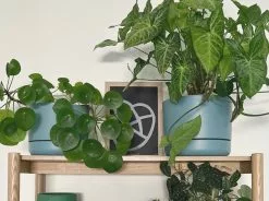 3 Plants & 3 Self-Watering Pot Set - 215mm -Plants in a Box Sales Shop image 84a2dbee f02c 4a93 a61f 57d50267268c