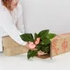 Elho Eco Friendly â™»ï¸Gift Box - Anthurium -Plants in a Box Sales Shop image 8ebf6674 bf19 4a76 a410 277d8fa9025e