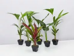 Tropical Mixed Pack 85mm 14 Tropical Mixed Pack 85mm -Plants in a Box Sales Shop image 935eb3e9 b4ac 4648 88b3 570ddfe4db05