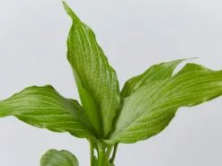 Peace Lily - Platinum Mist 8 Peace Lily - Platinum Mist -Plants in a Box Sales Shop image 995ad683 bf07 4dc1 9c6e d80091524542