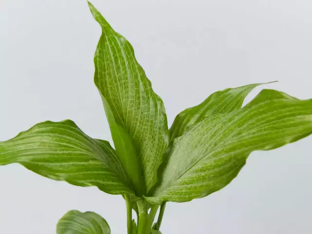 Peace Lily - Platinum Mist 5 Peace Lily - Platinum Mist - Image 3