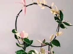 Hoya Krimson Queen Gift Box - Includes Stake