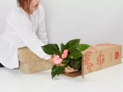 Anthurium Flowering Varieties - Pot + Plant + Soil 32 Anthurium Flowering Varieties - Pot + Plant + Soil -Plants in a Box Sales Shop image 9f8c545e 2948 4ed4 8f28 0d9ccde74460