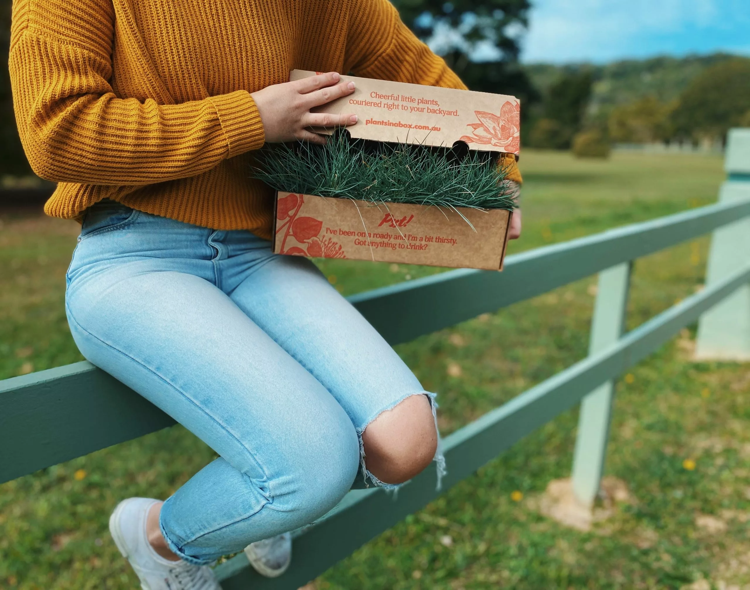 Festuca Glauca Beyond Blue 4 Festuca Glauca Beyond Blue - Image 2