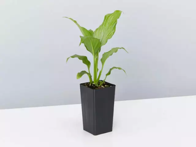 Peace Lily - Platinum Mist 4 Peace Lily - Platinum Mist - Image 2