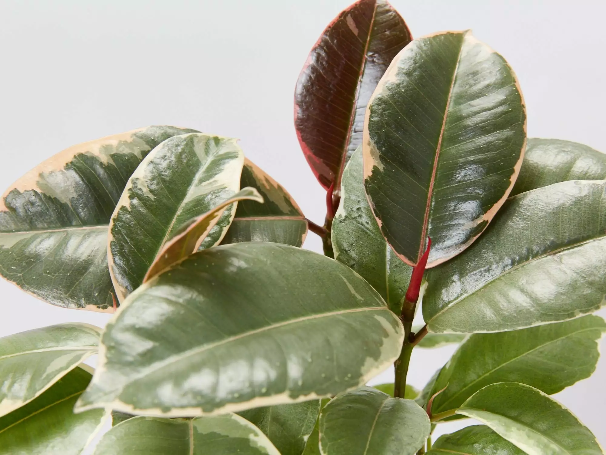 Ficus Elastica Tineke 4 Ficus Elastica Tineke - Image 2