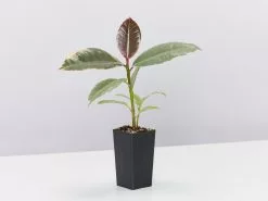 Ficus Elastica Tineke 8 Ficus Elastica Tineke -Plants in a Box Sales Shop image b77cbd43 8615 400c b6b1 99f776f6ce5d