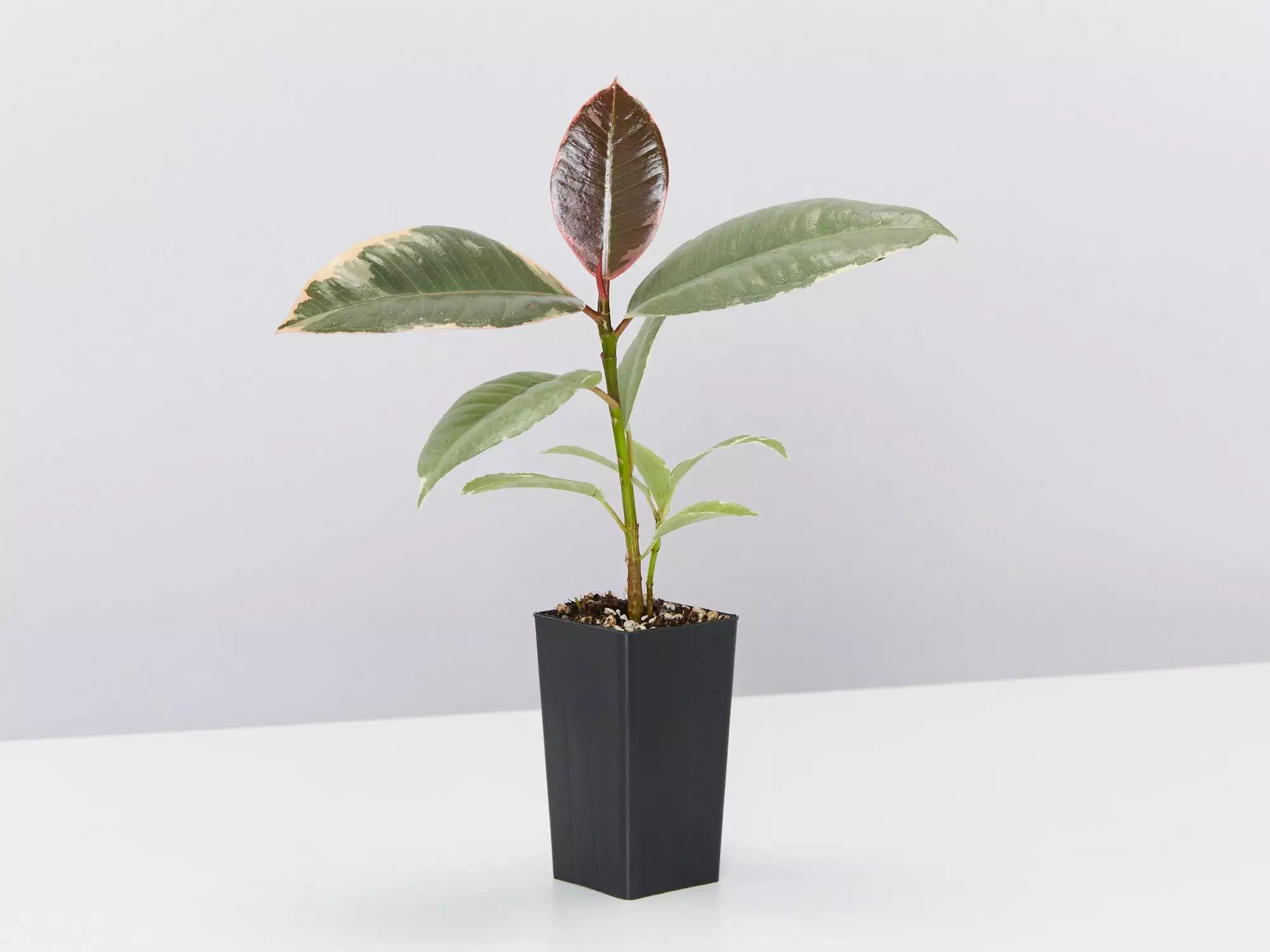 Ficus Elastica Tineke 5 Ficus Elastica Tineke - Image 3