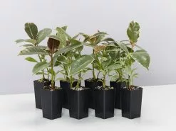 Ficus Elastica Tineke