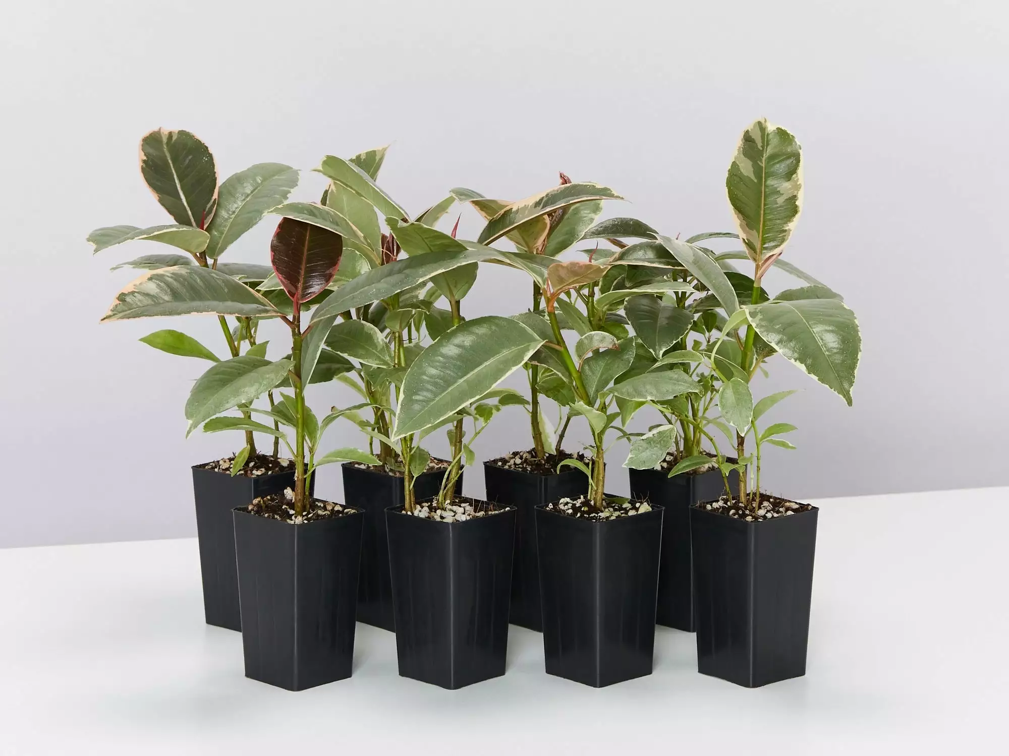 Ficus Elastica Tineke 3 Ficus Elastica Tineke