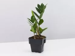 Zamioculcas Zamiifolia - Zanzibar Gem - 85mm -Plants in a Box Sales Shop image bc34f6c1 5a0e 4ed0 b9d2 30c5f14b310d