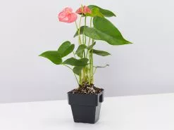 Anthurium Andraeanum Maine -Plants in a Box Sales Shop image c02535de b39a 4e6d 9215 d9ebcb40c7be