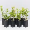 Straight And Narrowâ„¢ Syzygium Australe Plant Pack -Plants in a Box Sales Shop image c7a63226 0855 48c3 a7cf abd05e9a1a3b