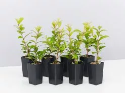 Straight And Narrowâ„¢ Syzygium Australe Plant Pack