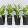 Peace Lily - Platinum Mist -Plants in a Box Sales Shop image c8c84127 8e56 4151 8d8d 0ee8a7b28d6e