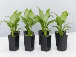 Peace Lily - Platinum Mist