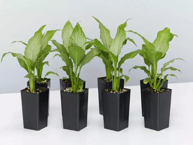 Peace Lily - Platinum Mist 3 Peace Lily - Platinum Mist